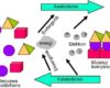Metabolisme, Katabolisme dan Anabolisme